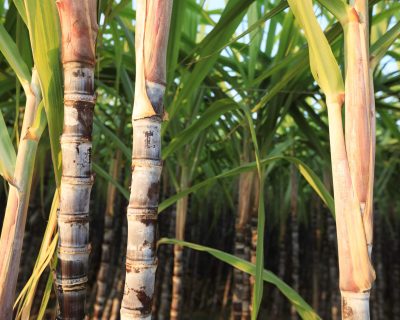 Environmental Responsibility in the Sugar Industry
