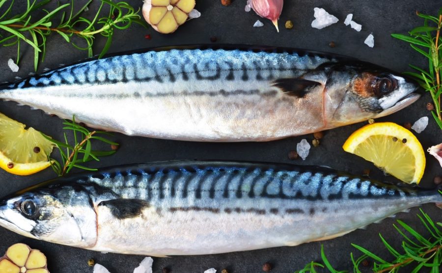 Mackerel/ Mackerel Filets