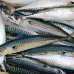 Mackerel/ Mackerel Filets