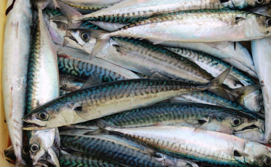 Mackerel/ Mackerel Filets