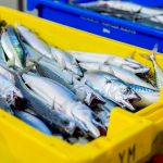 Mackerel/ Mackerel Filets