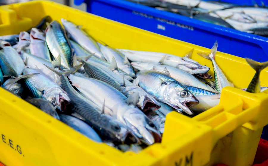 Mackerel/ Mackerel Filets
