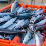Mackerel/ Mackerel Filets