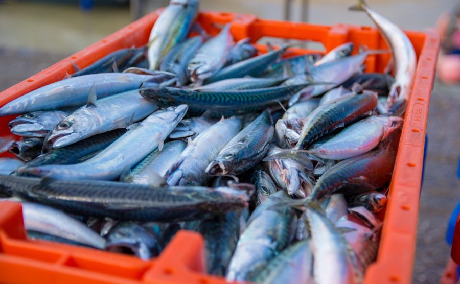 Mackerel/ Mackerel Filets